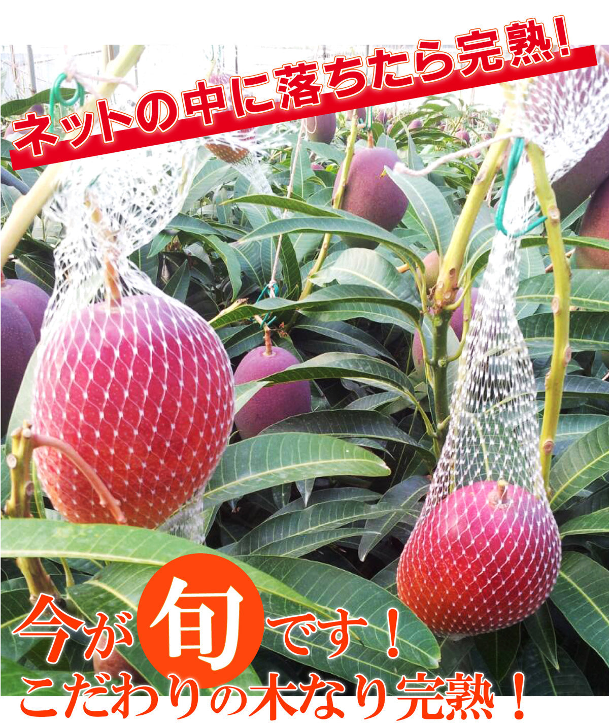 今日の選りすぐりをお届け！【濃厚完熟！】完熟マンゴー≪大玉・中玉選べます≫【お中元2025】【フルーツ】