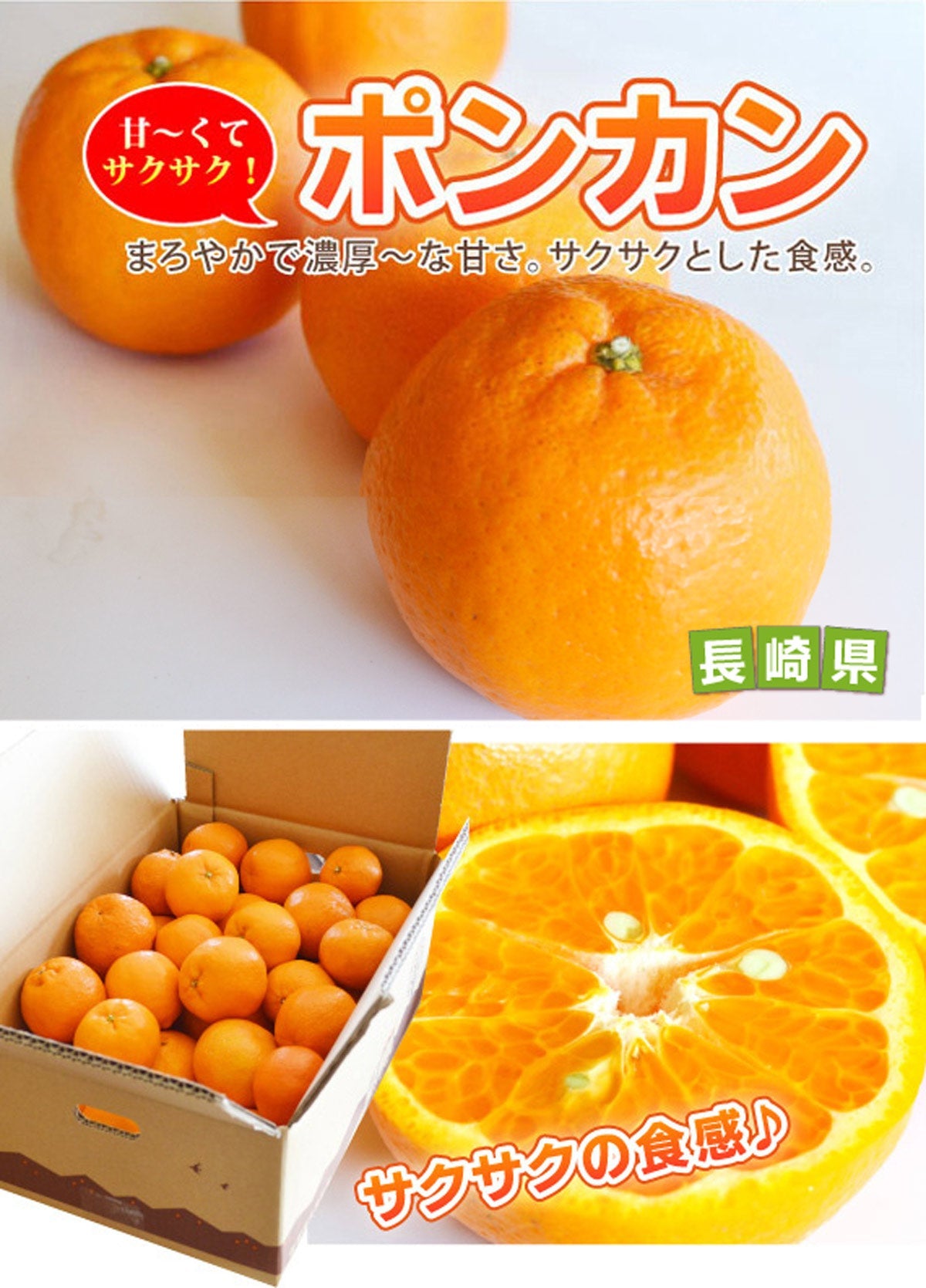 【春の柑橘】濃厚な甘さとサクサクの食感★ポンカン★