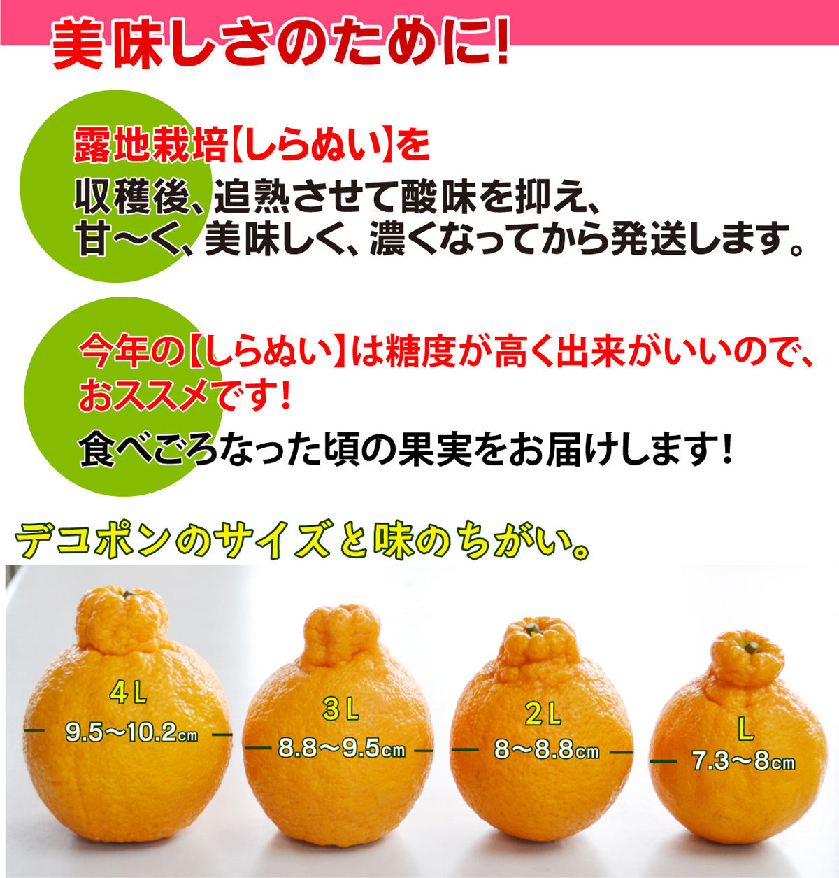 柑橘の王様★完熟！露地栽培デコ～しらぬい～ 3ｋｇ★（サイズを選べます。）