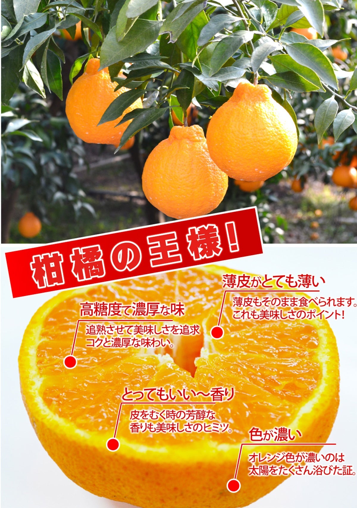 柑橘の王様★完熟！露地栽培デコ～しらぬい～ 3ｋｇ★（サイズを選べます。）