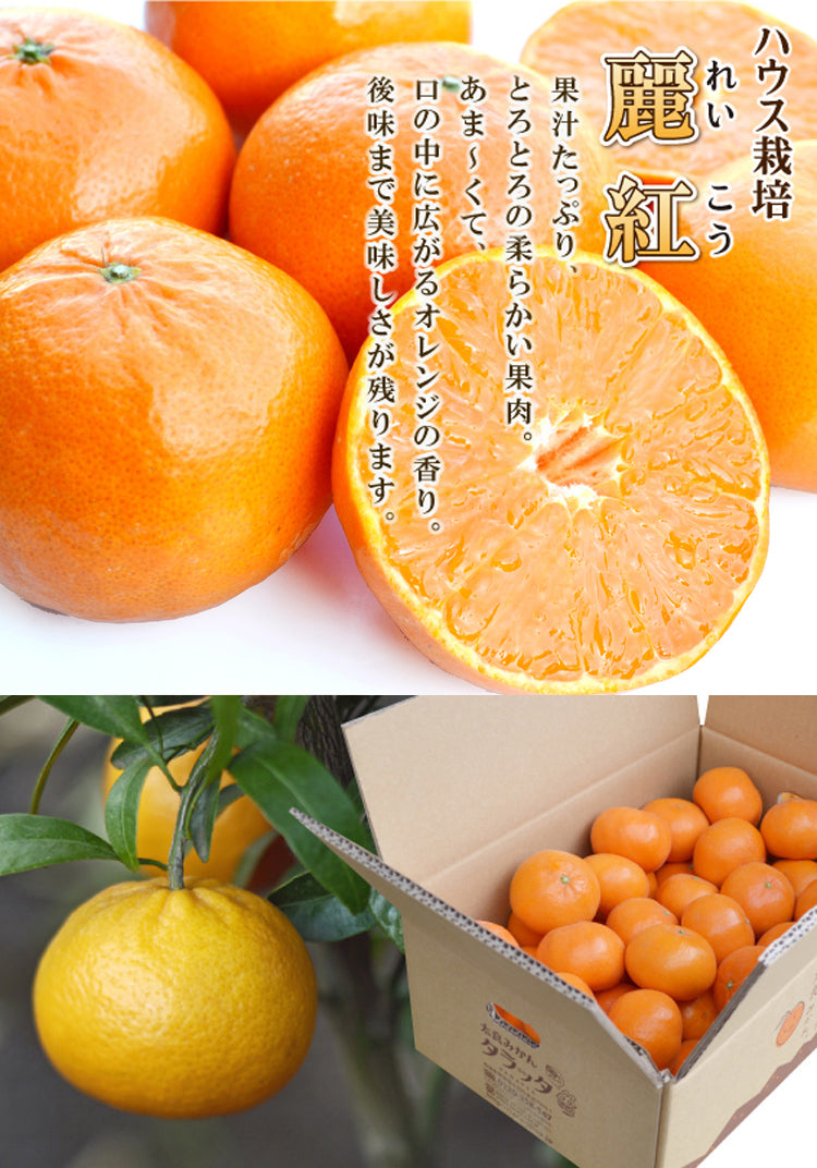 ★濃厚でフルーティーな味わい♪★ ハウス栽培 麗紅（れいこう）