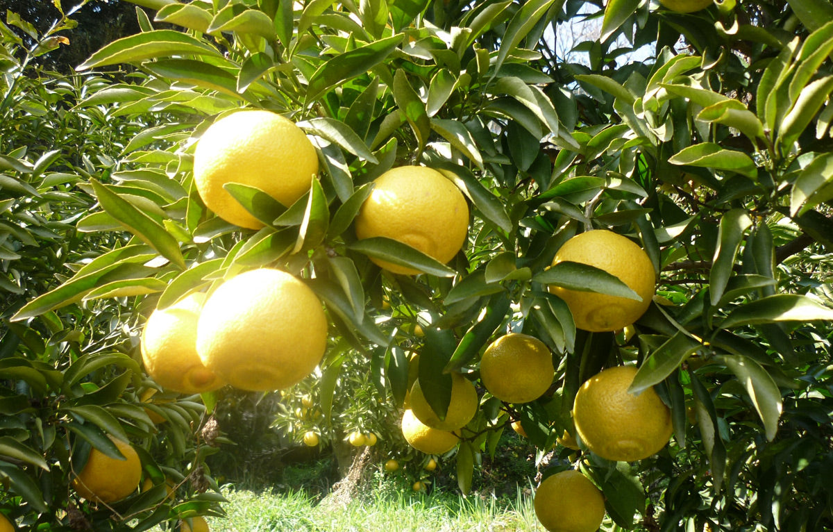 春の香りを運ぶ＜上品な甘さ＞★はるか ★（混合サイズ）