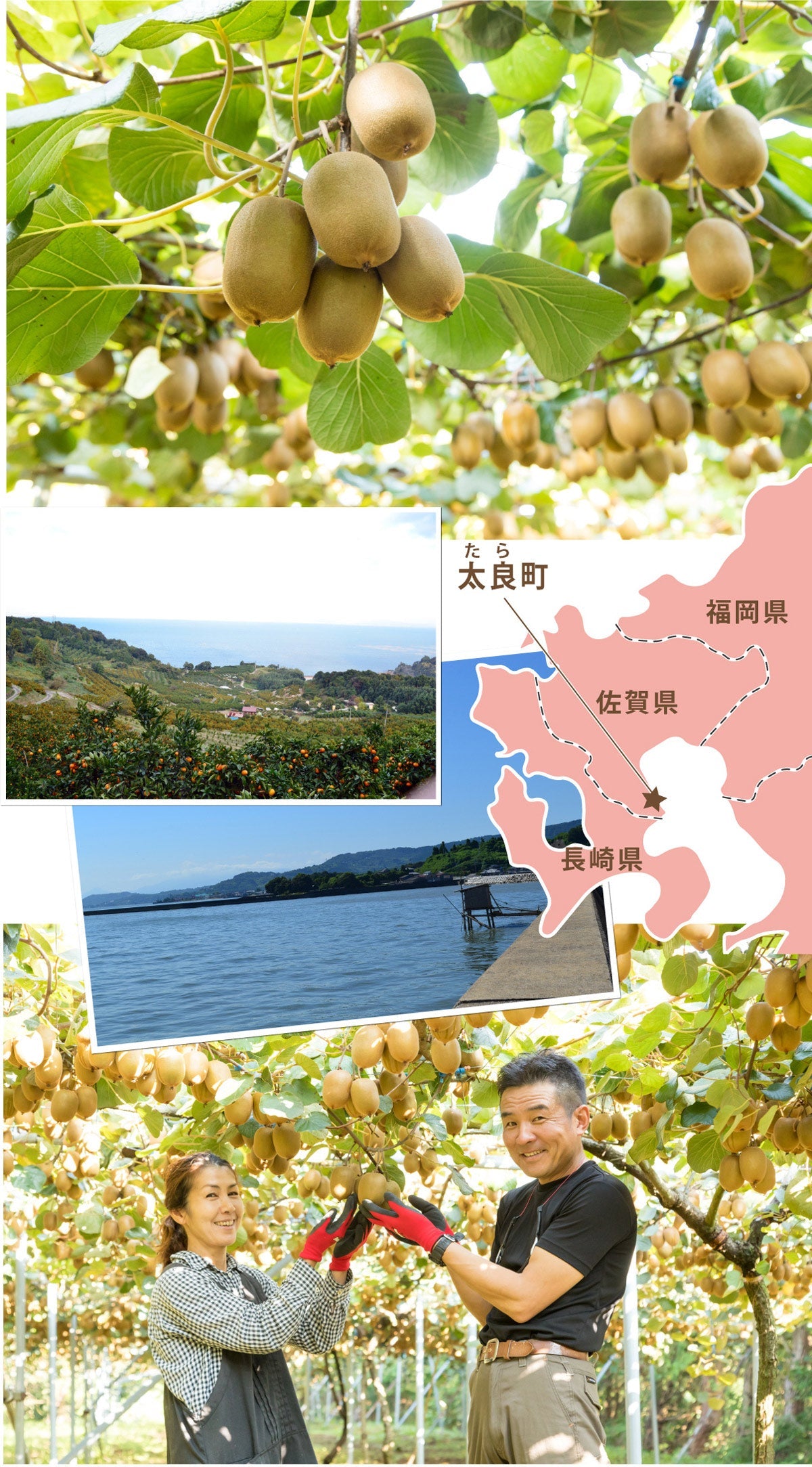 ＜キウイがお好きな方に♪＞佐賀県太良町産★国産キウイ 約4kg(27個程)★3種類