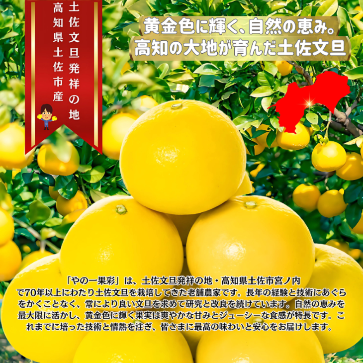 (コールセンター）【日本ギフト大賞受賞】園主こだわり土佐文旦 家庭用 3kg（5～7玉）文旦 ぶんたん ブンタン 高知 みかん 国産みかん 果物 柑橘 フルーツ 旬  冬 春  美味しい 甘い お取り寄 人気