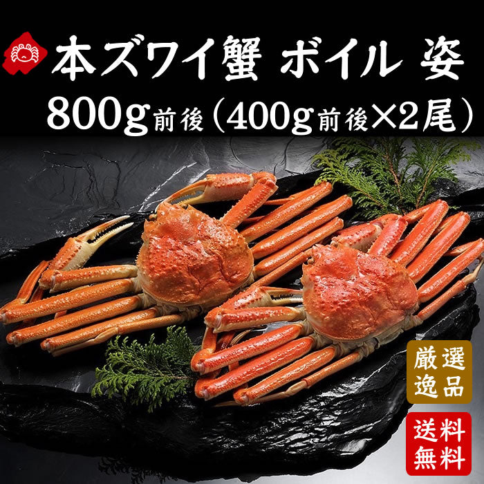 [再入荷!]本ずわい蟹 姿 ボイル800g前後(400g前後×2尾)（送料無料※沖縄は別途）