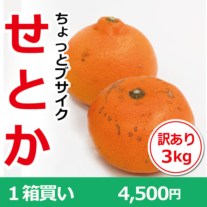 ※今季販売終了※【送料無料】訳あり「ちょっとブサイクせとか」約3kg　※発送は２月中旬～３月中旬予定