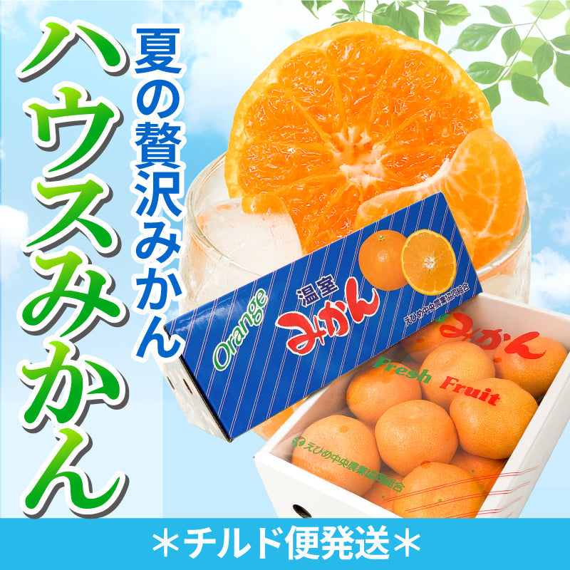 ※今季販売終了※【送料無料】愛媛県産ハウスみかん〈秀品〉約1.3kg※チルド便発送