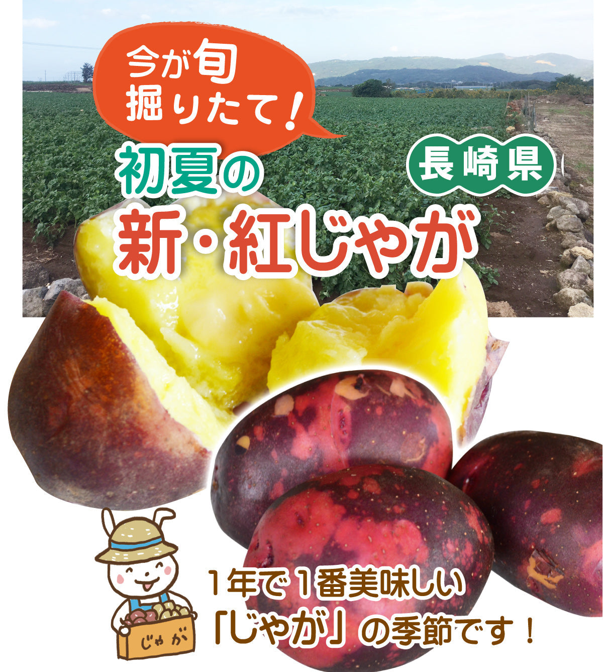 【さつまいも+栗+じゃがいも？】初夏の新★紅じゃが ★≪長崎県産≫