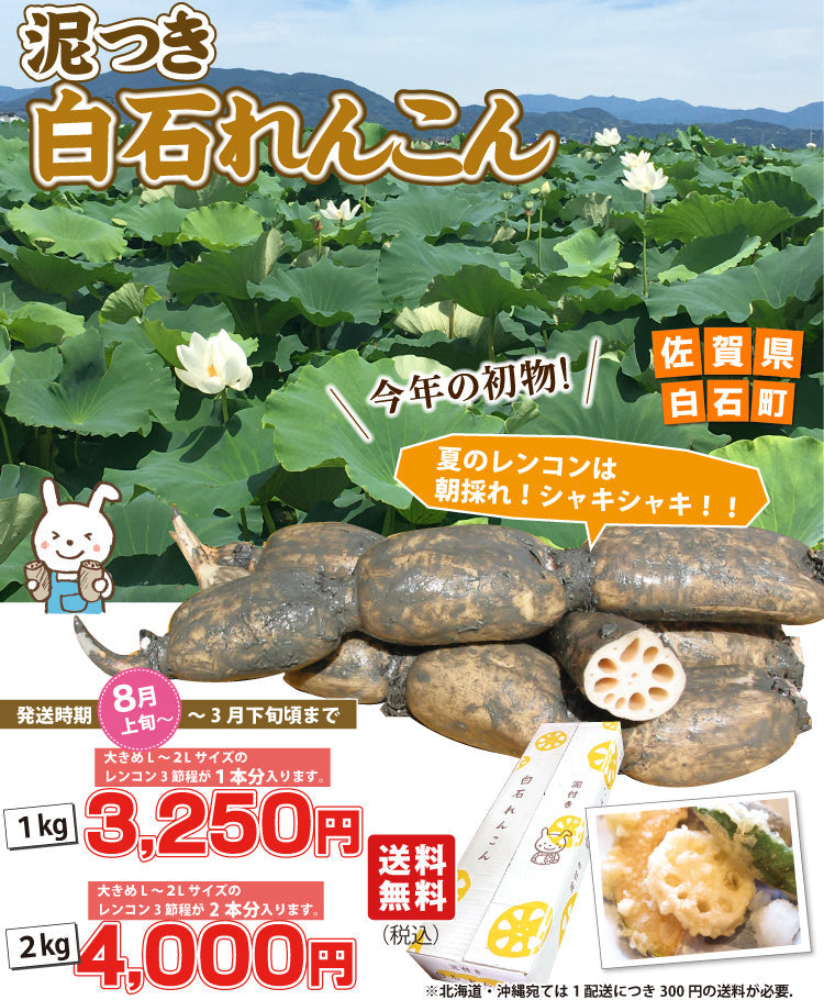 【夏のレンコンはシャキシャキで真っ白！】泥付き★白石れんこん★（佐賀県白石町産）【お中元2025】【米・野菜・惣菜】