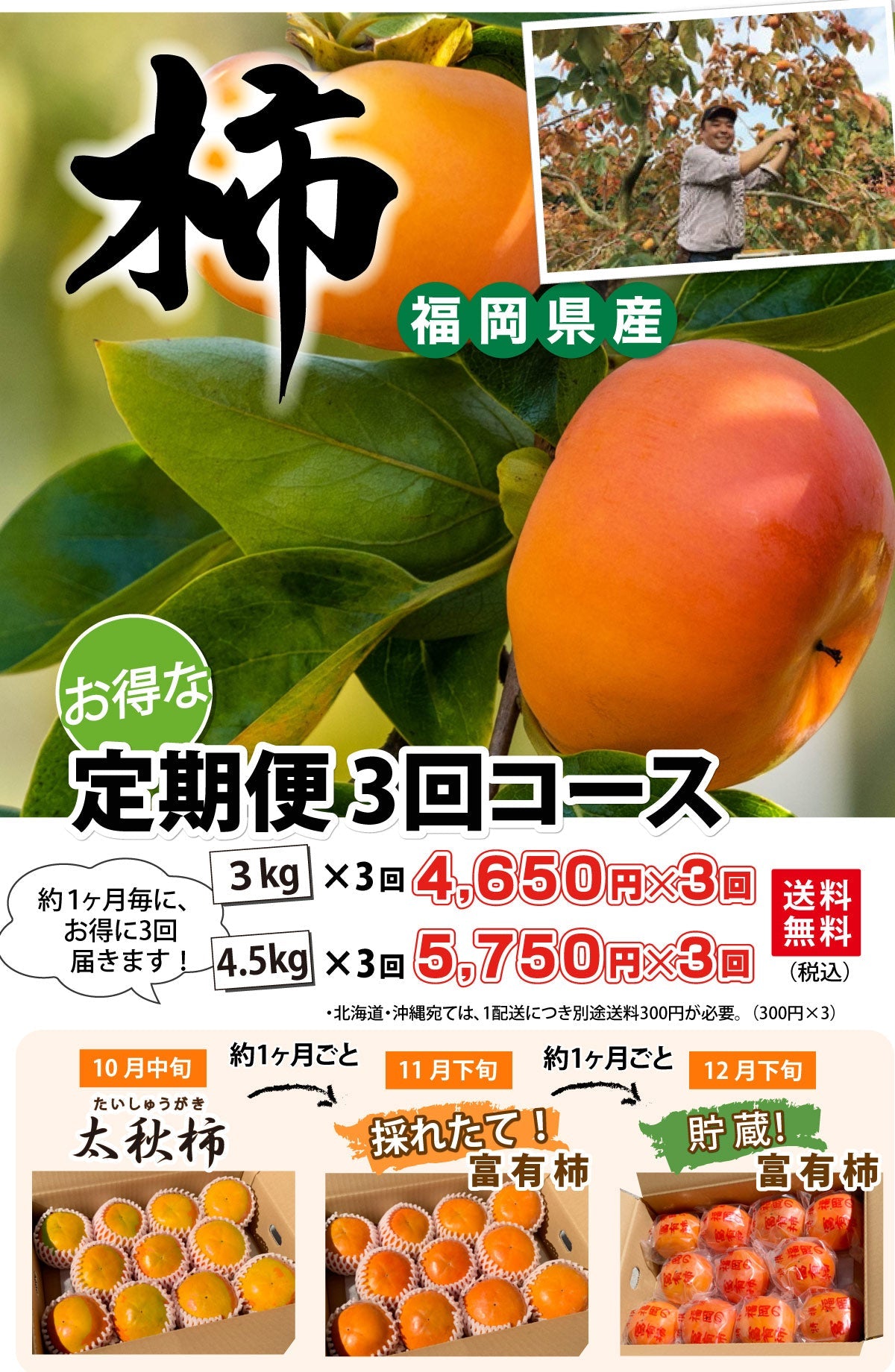 ＜定期便＞樹上完熟！★柿 ★定期便 3回コース【福岡県産】