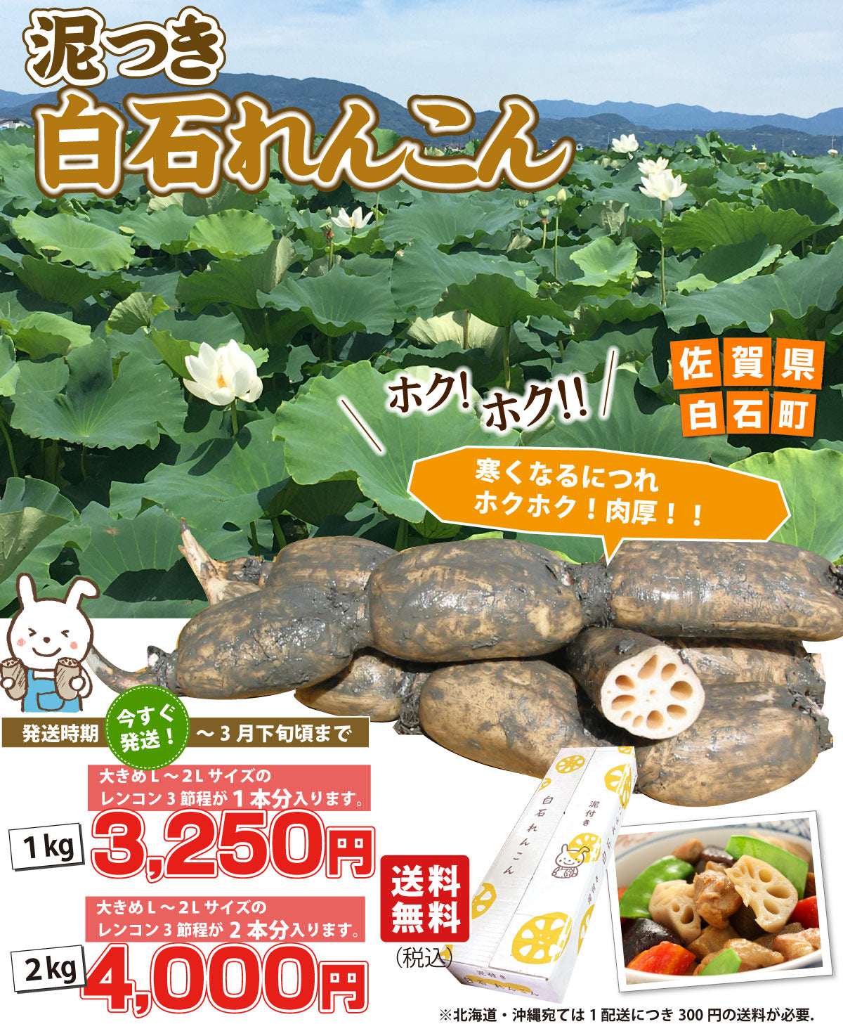 【朝採れ！！ホクホク】泥付き★白石れんこん★（佐賀県白石町産）