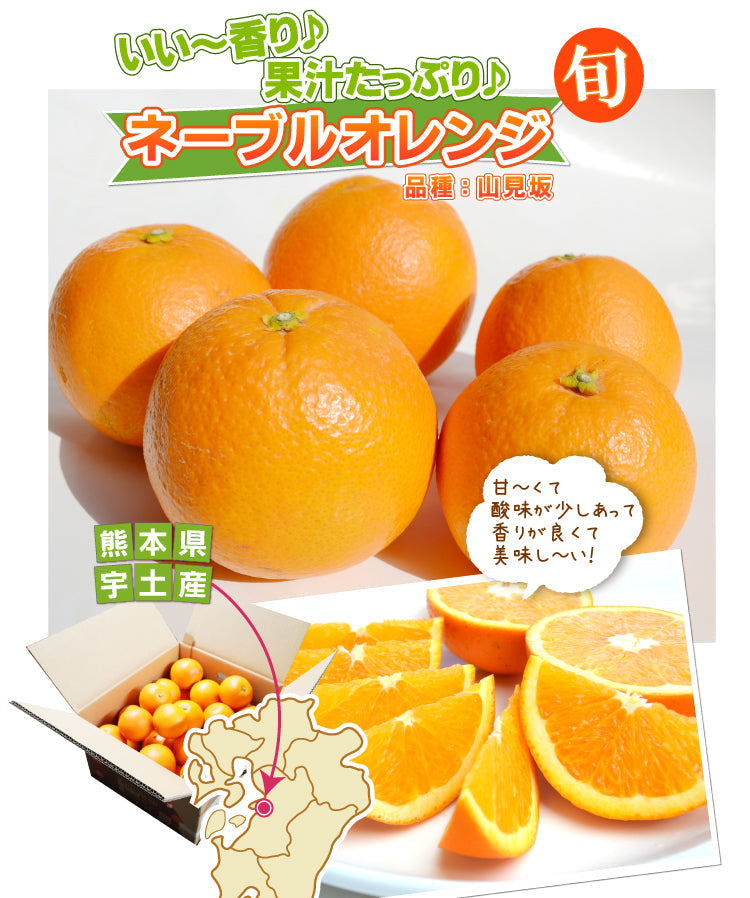 ＼甘くて！香りが良くて！美味しい！／★ネーブルオレンジ＜熊本県宇土産＞
