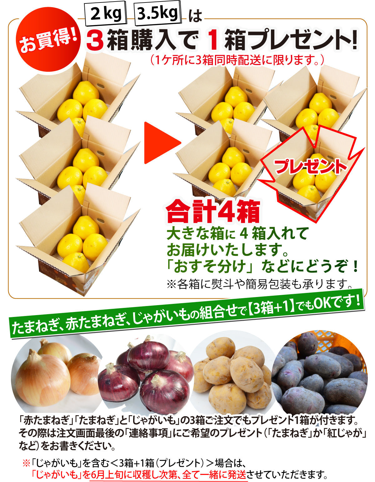 ★ご家庭用★ 和風グレープフルーツ【河内晩柑】（混合サイズ）