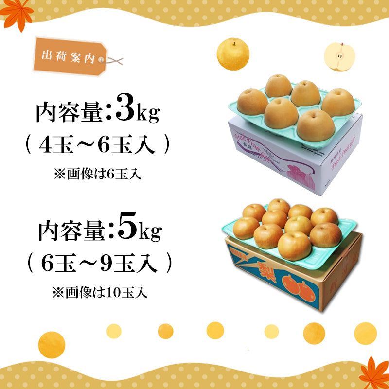 【申込期間は10/20迄】【送料込】梨 新潟市産 新高（にいたか）3㎏～ 白根 大郷の梨 海鮮問屋 見田元七商店