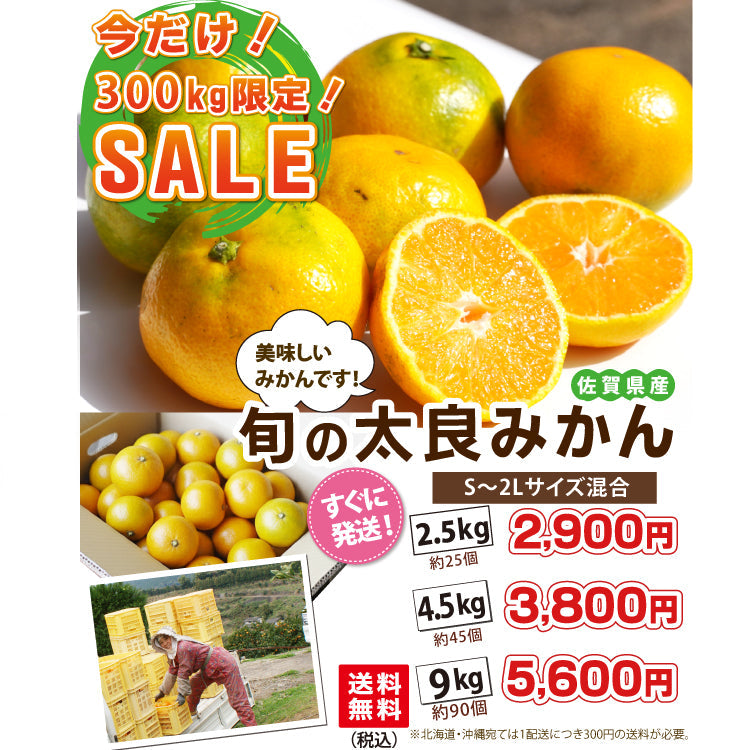 メルマガ限定！★今だけSALE！300kg限定！！★旬の太良みかん（温州みかん）少し緑色が残ります。