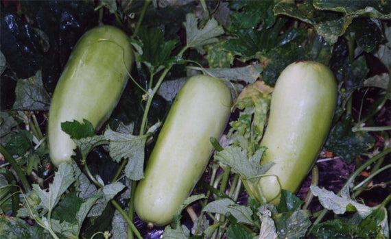 手づくりの白瓜の粕漬