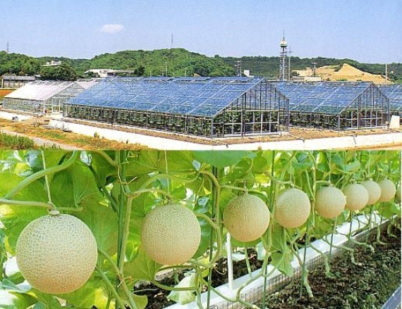 メロン最高級クラウンマスクメロン【1個入り1.4㎏】（静岡県産