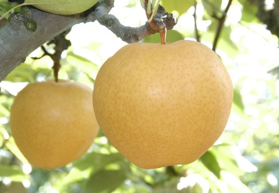 岡山特産あたご梨「日本最大級の梨」(ジャンボ梨）２個入り（愛宕梨) 【お歳暮2022】【フルーツ】発送は、１１月下旬から。