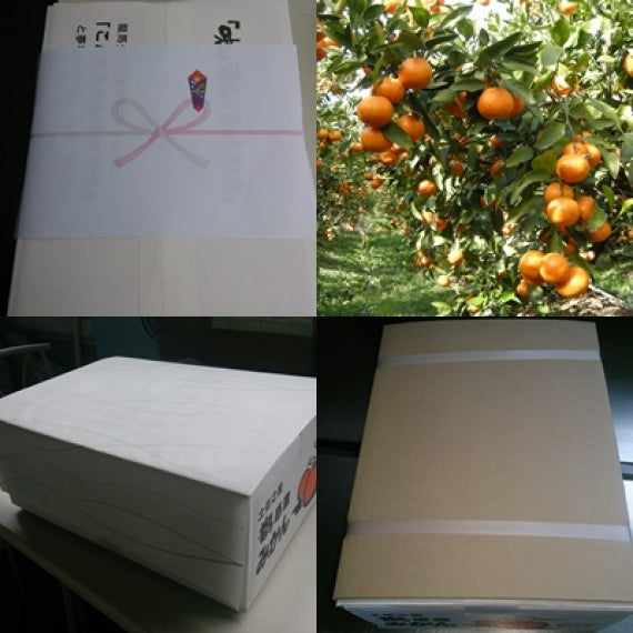 【こんなミカンを作るのが夢やった！】龍馬感激みかん（５キロギフト用）