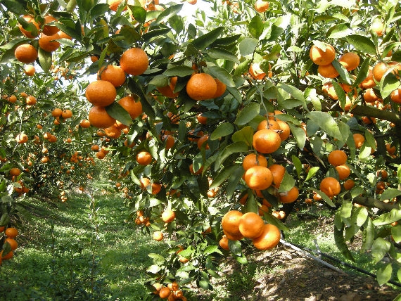 【わけあり家庭用大玉】たっぷり１０キロ大箱：龍馬感激みかん　食べ応え有りの2L大玉！：ノーワックス【送料無料一部地域を除く】