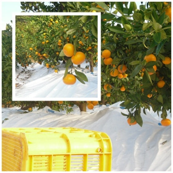 10/11より【わけあり家庭用】5キロ箱（送料無料一部地域を除く）特殊フィルム栽培の【龍馬マルチみかん】