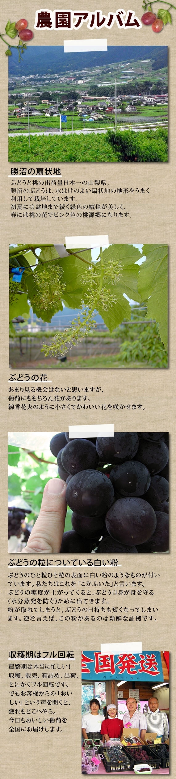 訳あり シャインマスカット 2.5㎏【地域限定送料込】【配送日は指定できません】