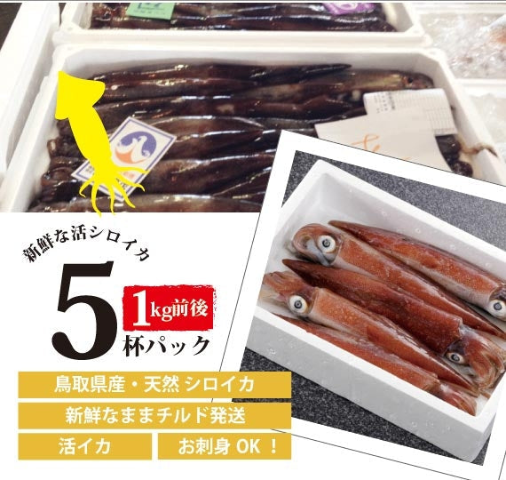 天然白いか　５匹入り　合計1kg前後【活生】【鳥取産】【天然】【日本海産】