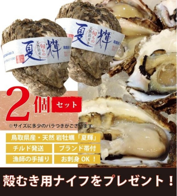 【極上ブランド「夏輝」】【天然の岩牡蠣】　漁師が素潜りで獲った天然岩牡蠣「夏輝」帯付　2個セット