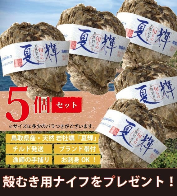 【極上ブランド「夏輝」】【天然の岩牡蠣】　漁師が素潜りで獲った天然岩牡蠣「夏輝」帯付　5個セット