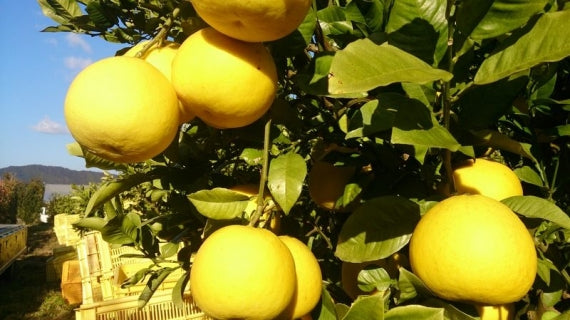 【送料無料】【大きさとお味のバランスが一番！良い】２Ｌサイズ  【完熟作りの土佐文旦】【わけありお徳用：１０キロ：大箱：中玉２Ｌサイズ】 【19～22個入り】送料無料一部地域除く