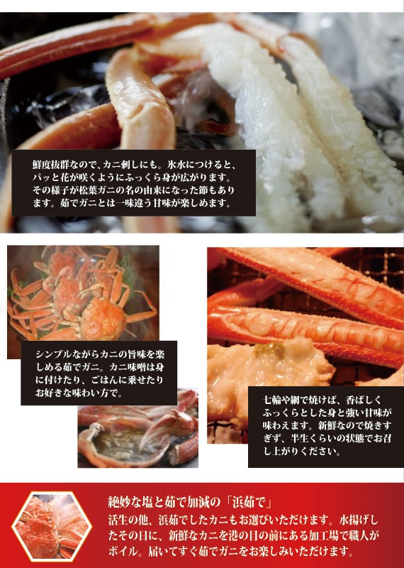 ★訳あり★　お得な松葉ガニ（中サイズ500ｇ前後）【生／茹で】