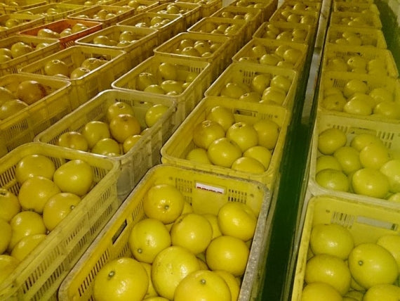 「旬！」★『人気の大玉サイズ』4L又は3L　【わけあり】お味は同じ 【完熟土佐文旦】【１０キロ：大箱：14～18個、お徳用】 ｛送料無料｝【数量限定】