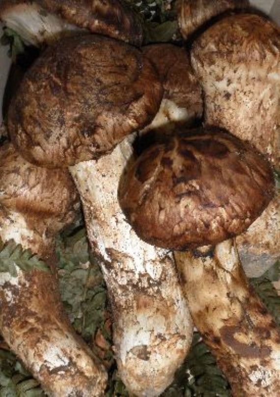 ★岡山県産マツタケ（つぼみ・中つぼ）【500ｇ】