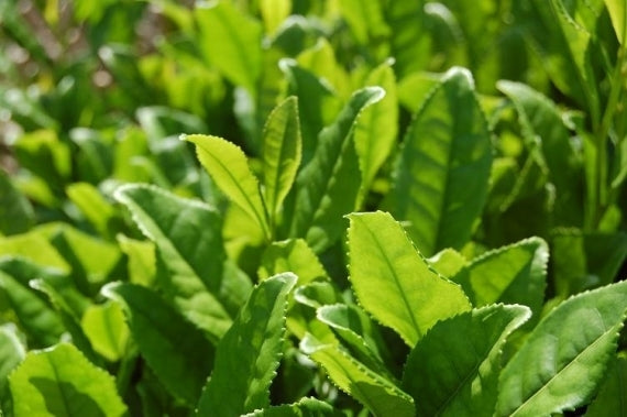 【2025年宇治新茶入荷しました】新茶　八十八 金　85g缶
