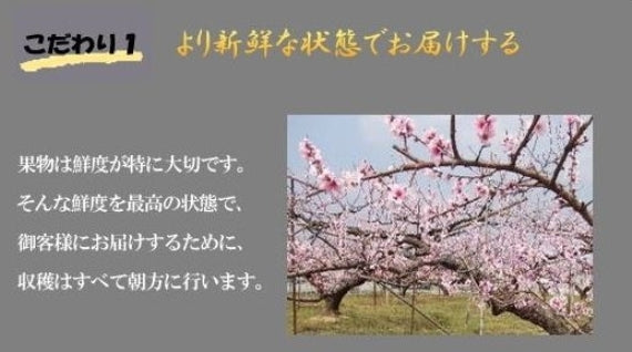 「晴れの国おかやまの隠れた逸品」岡山特産　黄金桃（1.4kg）4個～6個【発送は8月下旬から】