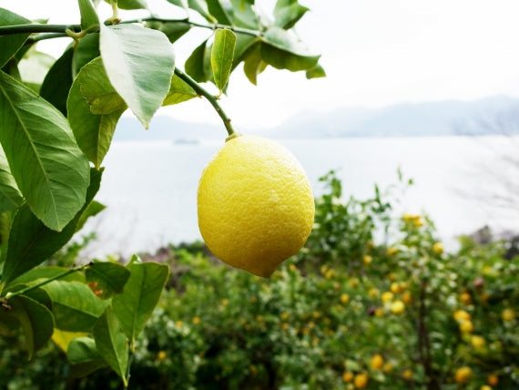 【カスターニャ】広島レモンチーズケーキ ー瀬戸の輝きー  2個セット【スイーツ・洋菓子】