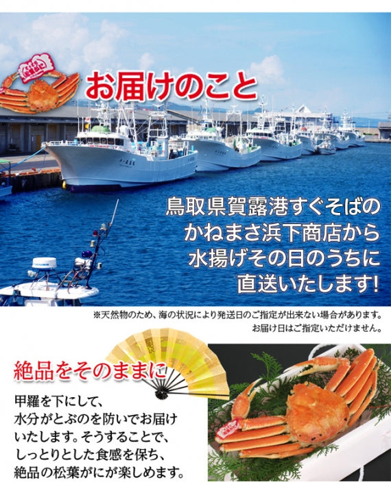 【鳥取賀露港直送】　松葉がに（中・ボイル)500g以上