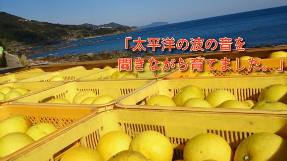 【販売期間1月～４月】【おためし：香りも楽しむ！】お味のバランスが良いお手頃サイズ【完熟作りの土佐文旦】【４キロ以上入り箱：レギュラー選別】 【８～10個入り】送料無料一部地域除く