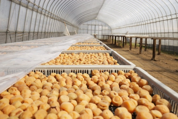 酎ハイ用　南高梅干　600g