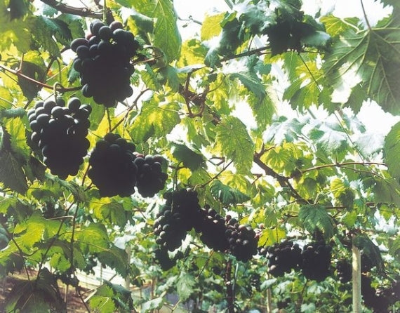 予約販売！「岡山県産」ニューピオーネ 1房（800g）【赤秀】【2025お中元】【発送は８/20から】