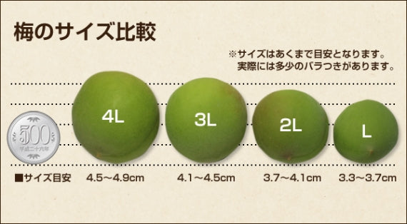 紀州 南高梅 和歌山県産  秀品【 2Lサイズ 】約10kg   発送は６月上旬からの予定