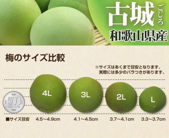 紀州 青梅（古城） 和歌山県産  秀品【 Mサイズ 】約10kgJA紀南の逸品！「青いダイヤ」とも呼ばれる美しい緑です。発送は５月下旬から