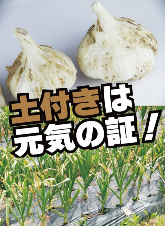 土付きにんにく1kg SML混合 令和6年度産新物 青森県産 福地ホワイト六片種 国産 送料別 道奥美女 みちのくびじょ【8069】