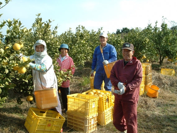 【食べ応え有りのでっかい土佐文旦】：4㎏4Lサイズ6個入り（送料込み一部地域を除く）