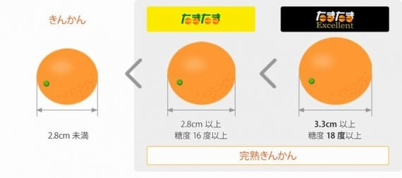 みかん　「情熱！みやざき」完熟きんかん【たまたま】糖度16度以上3Ｌ秀品（1.0ｋｇ）皮ごと丸かじり！ＪＡみやざき