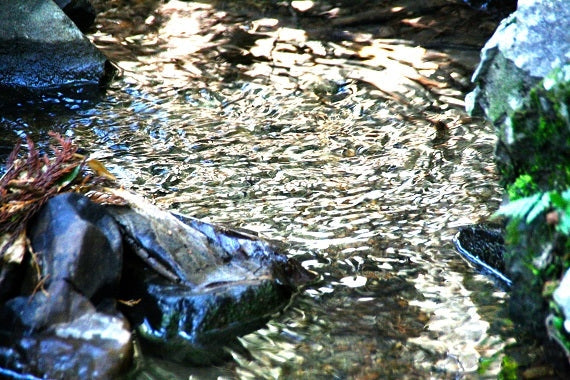 旨みぎゅっとレモンペースト入り　にごり皮ごとレモンサワー（250ML×24本）