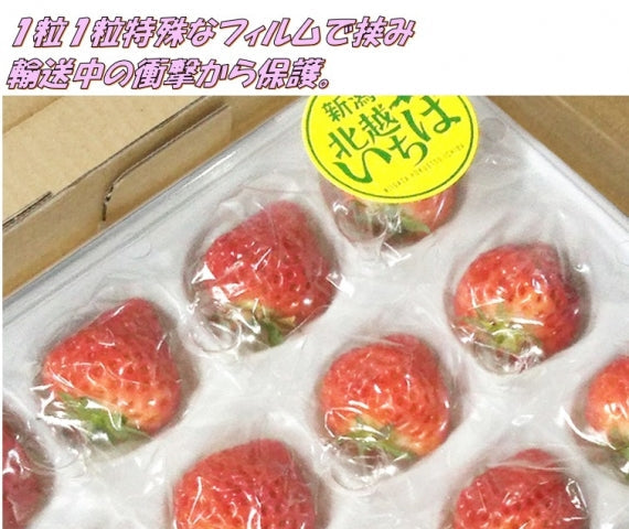 【送料込・日付指定不可】新潟のブランド苺「越後姫」　Lサイズ15粒　　イチゴ　苺　新潟ブランド　プレゼント　贈答　贈り物　母の日　入学祝　もらって嬉しい　送料込　　