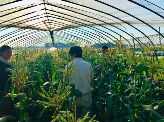 【ご予約受付中（9月30日まで）】北海道産とうきび（とうもろこし）黄色10本セット　低農薬栽培