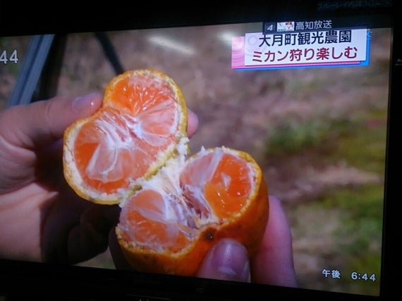 【お試し】【見かけにこだわらない：龍馬感激みかん(家庭用2キロ）】：ノーワックス【送料無料一部地域を除く】【お試し】【フルーツ】