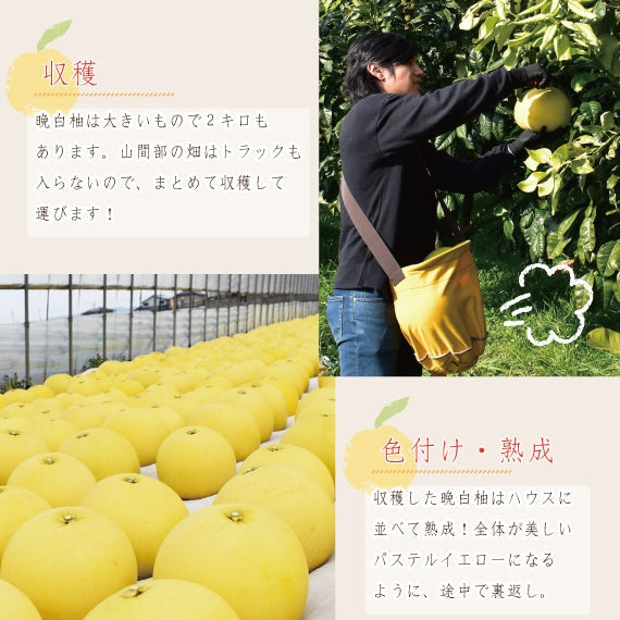 【送料無料】熊本特産品 八代地区氷川町産"晩白柚"(ハウス物) Lサイズ2玉